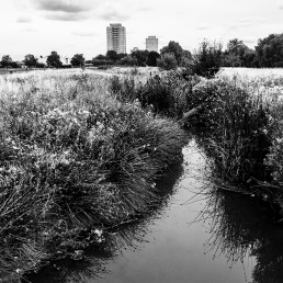 Moselle River, Tottenham