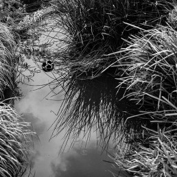 Moselle River, Tottenham