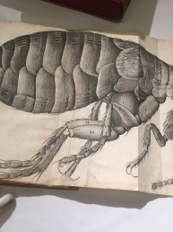 Robert Hooke Micrographia