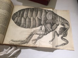 Robert Hooke Micrographia