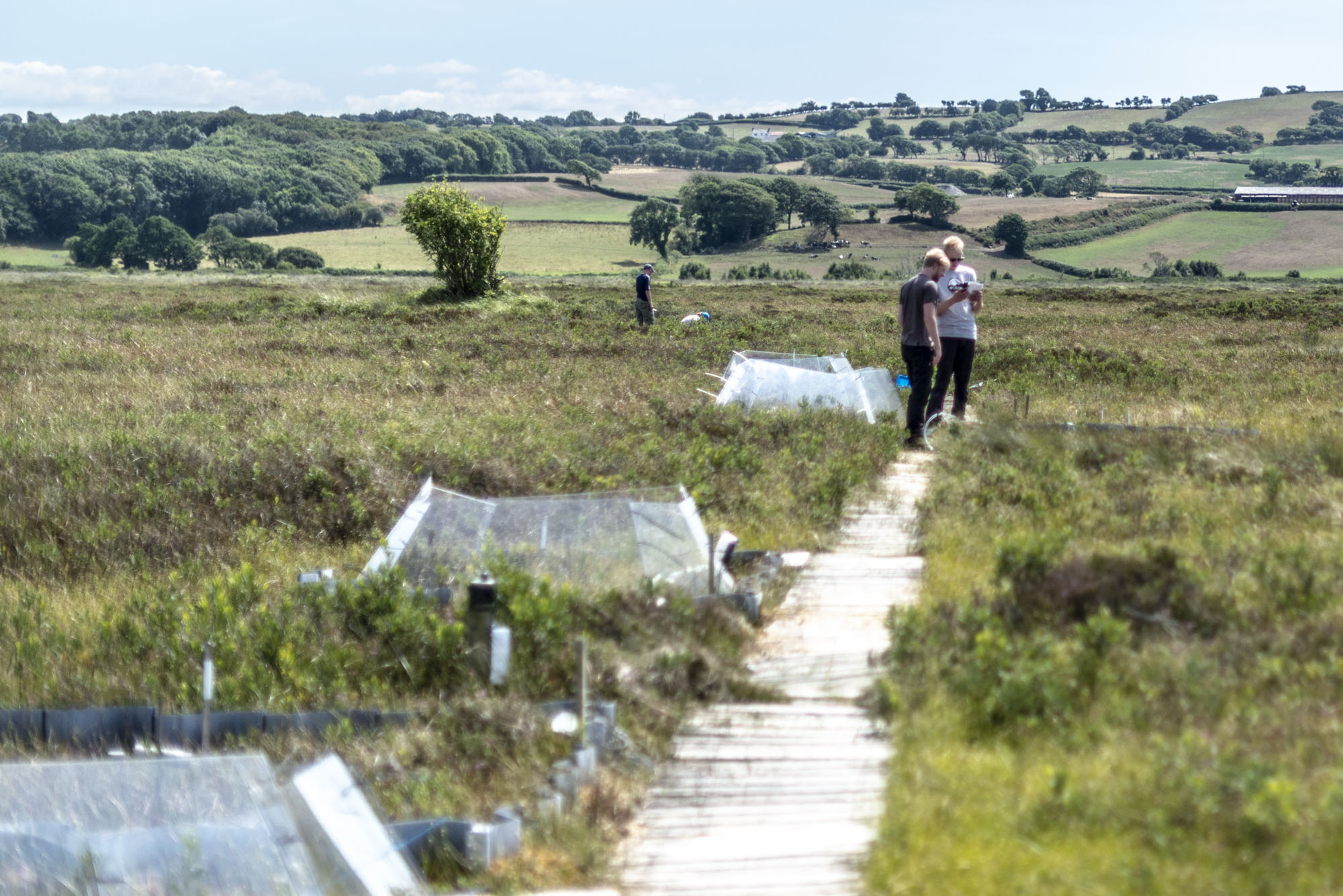 Cors Fochno peat bog