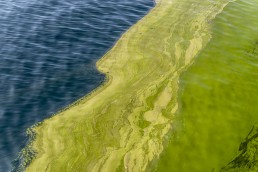 Algal Bloom Arabian Sea