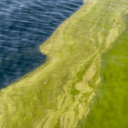 Algal Bloom Arabian Sea