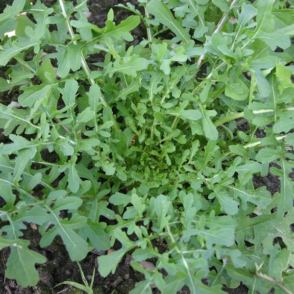 rucola