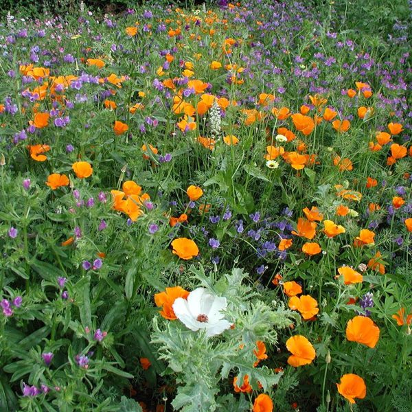 bloemenmengsel middelhoog