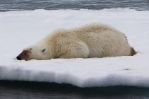 800 ijsbeer slapend