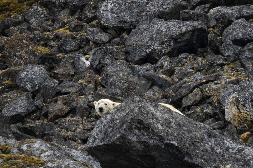 Att på plats uppleva ingenjör Andrées äventyr och öde  – Danskön och Vitön, Svalbard