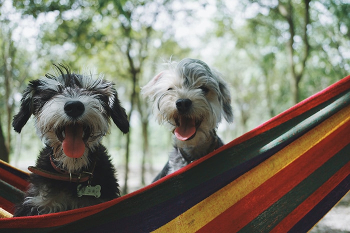 how to hammock camp with a dog