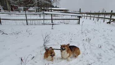 En God Jul till alla önskar vi 🤶🧑‍🎄🎅🌟