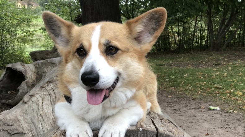 Lovis – en 13-årig dam med humorn i behåll 🤪