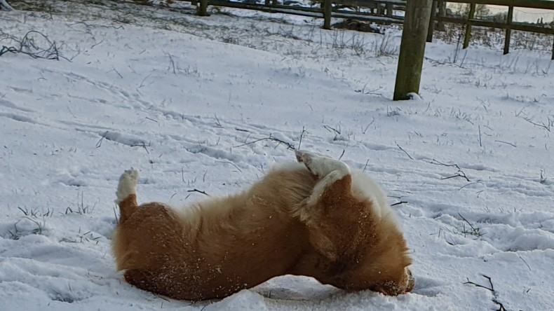 Snöyoga ❄️🧘‍♂️❄️