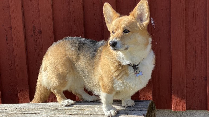 Vandringstur i Heinge naturreservat i Skåne ☀️🥾🐶