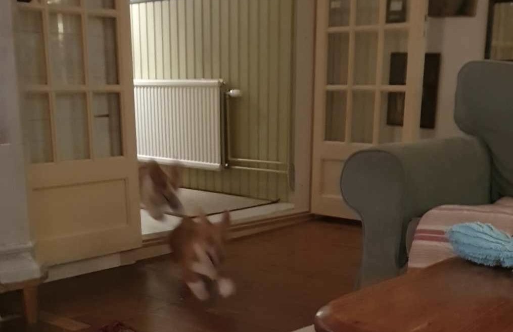 Flygande corgis 💨💨