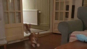 Flygande corgis 💨💨