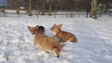 Nu är det vitt på Gotland ❄️