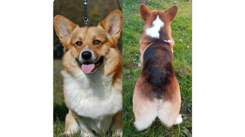 Kennel Happy Ivy's – Liten uppfödning av Welsh Corgi Pembroke