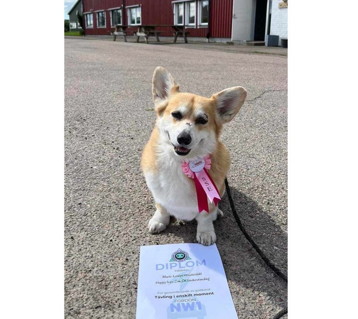 Nosework-stjärnan Toby 🤩