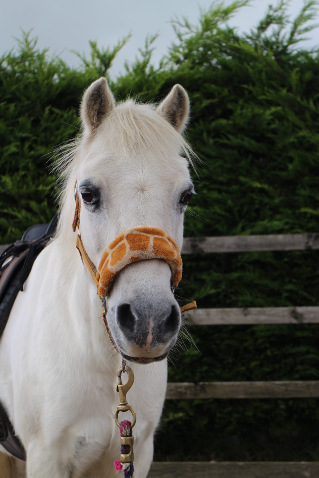Meet the Team Happy Valley Equestrian Centre