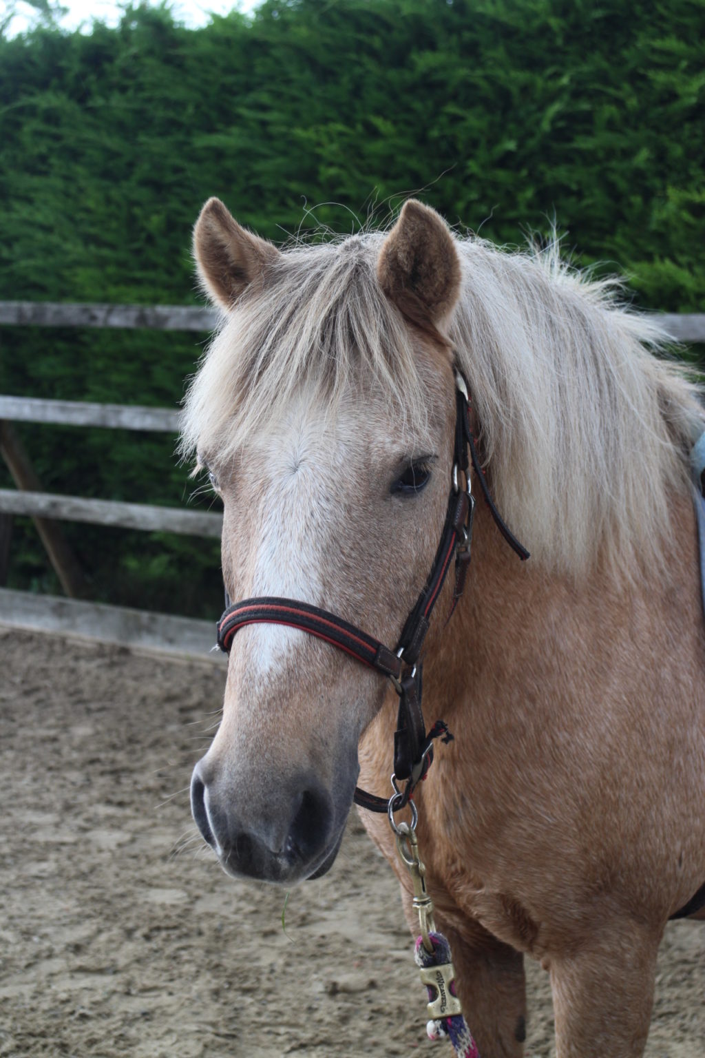 Meet the Team Happy Valley Equestrian Centre