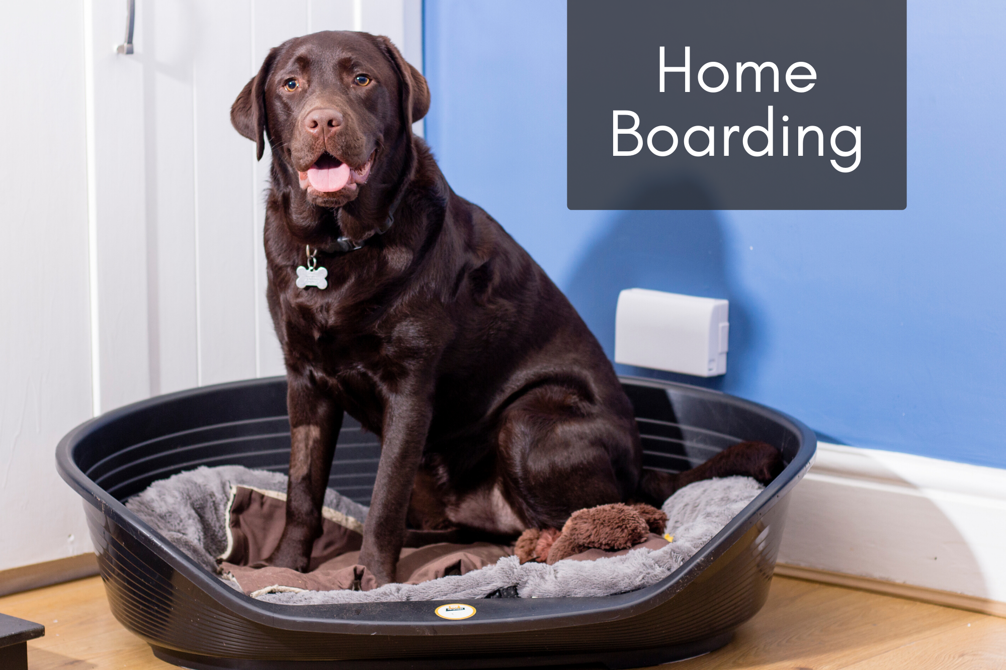 Waggers dog beds cheap