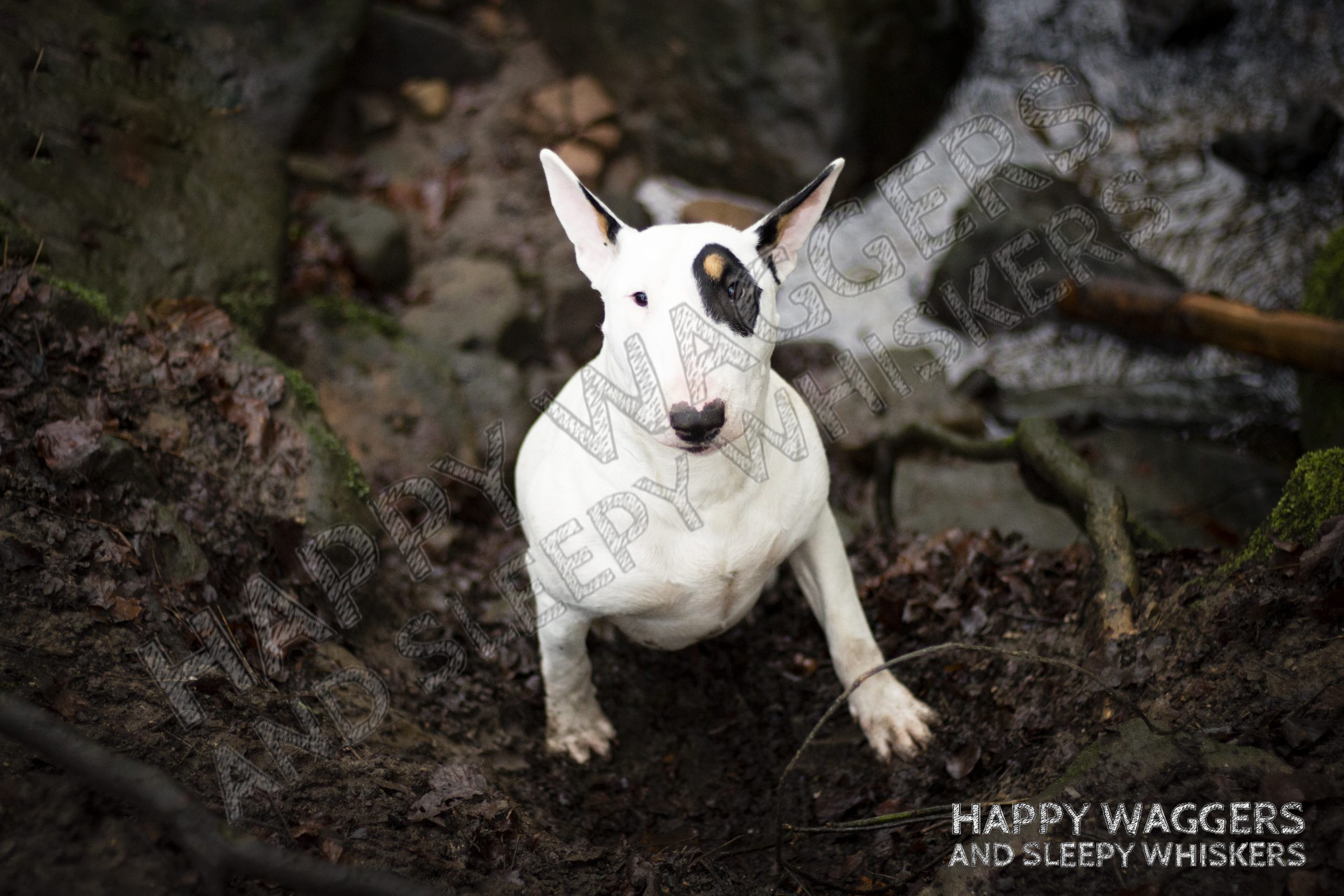 dog-photoshoot