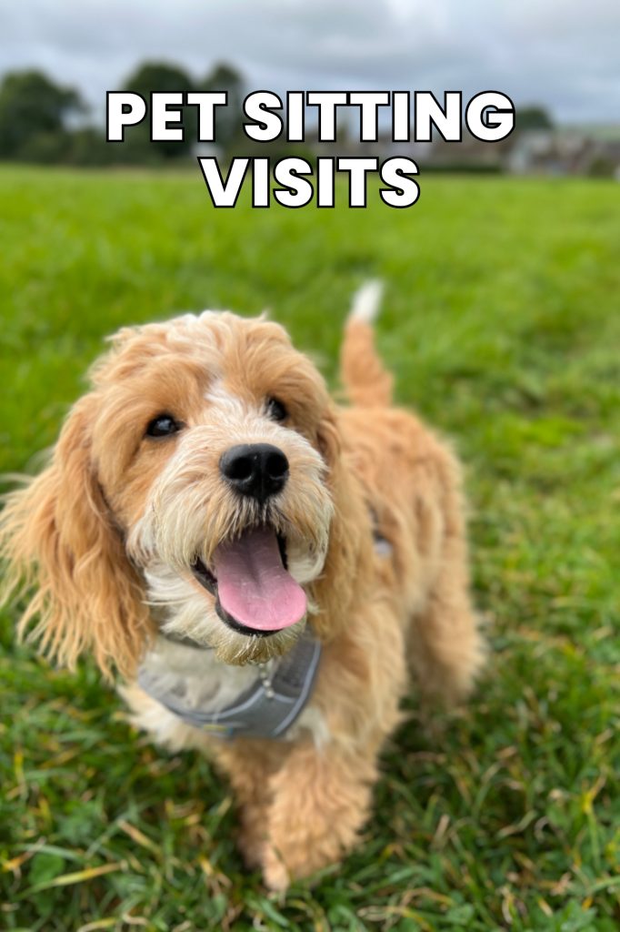 Dog-Walking-pet-sitting-cat-visits-home-boarding-kennels-puppy-visits-pet-photography