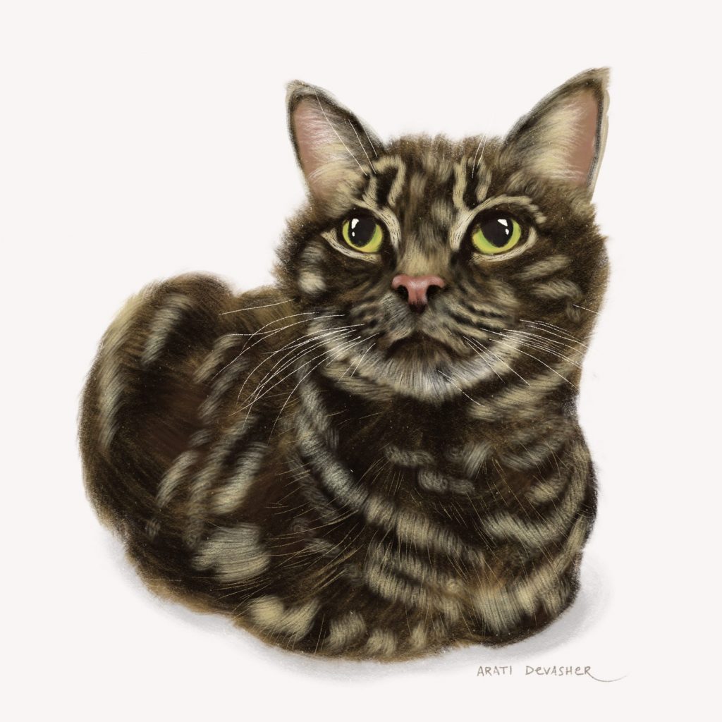 arati devasher illustration pet portraits