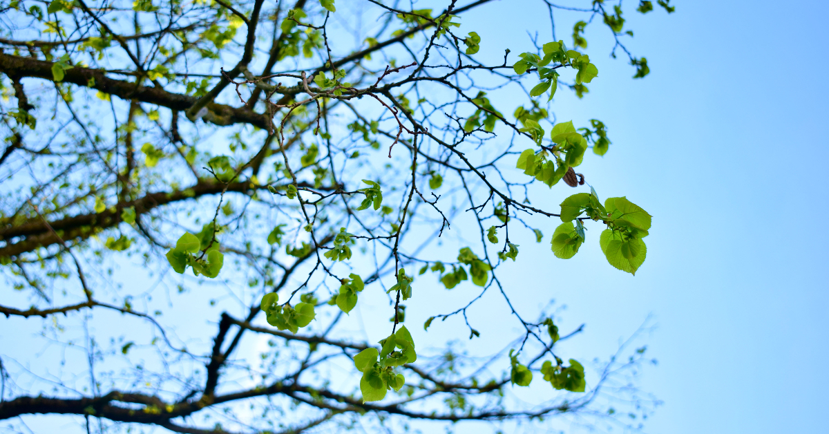 lindeboom lente kleine blaadjes fris groen zonlicht