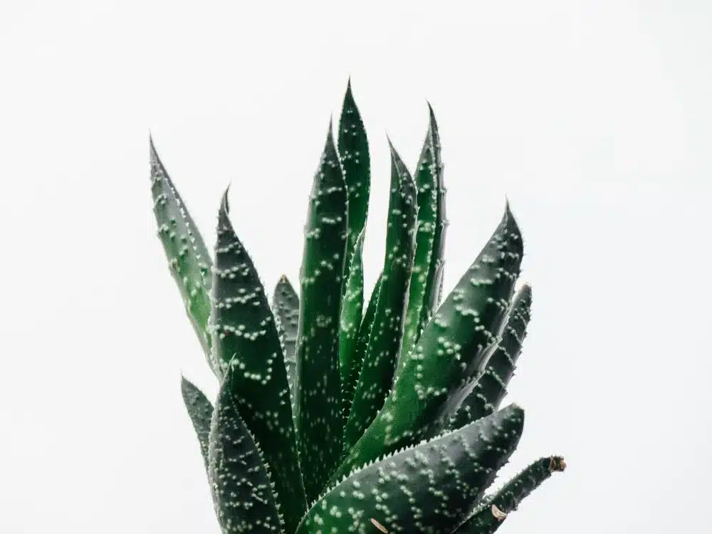 Aloe Vera Plante Plantasjen