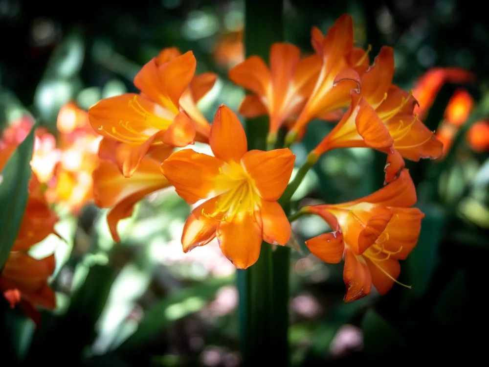 Clivia