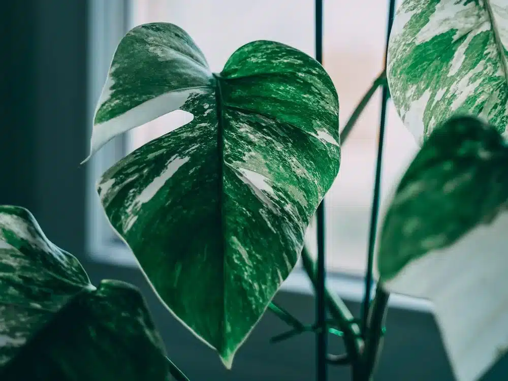 Luftrensende planter: Gullranke