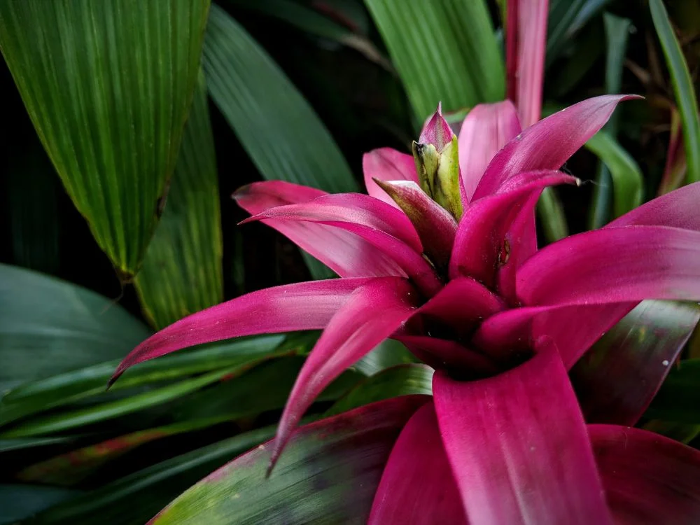 Luftrensende planter: Bromelia