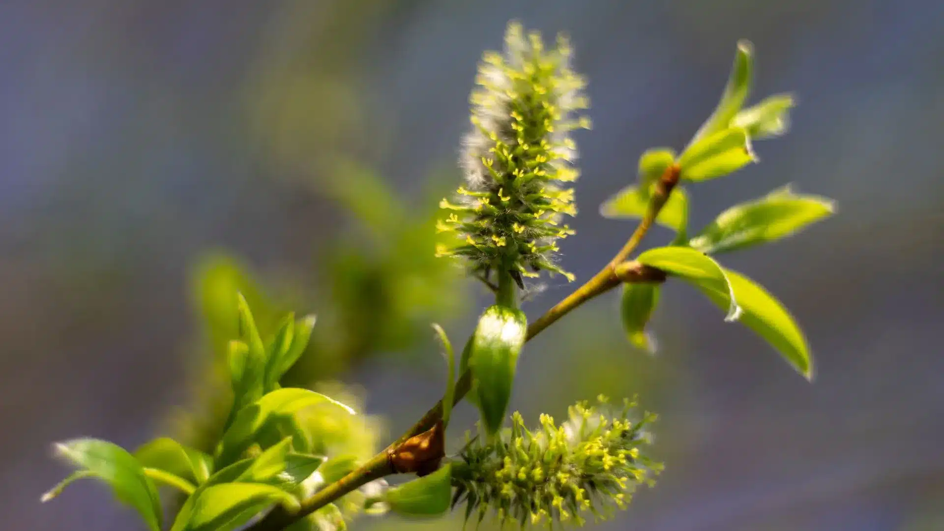 Salix pollen