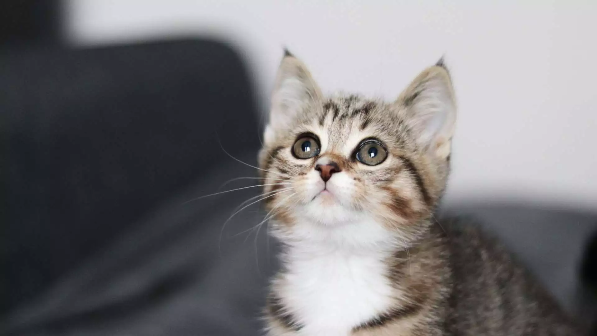 Allergi mot katt