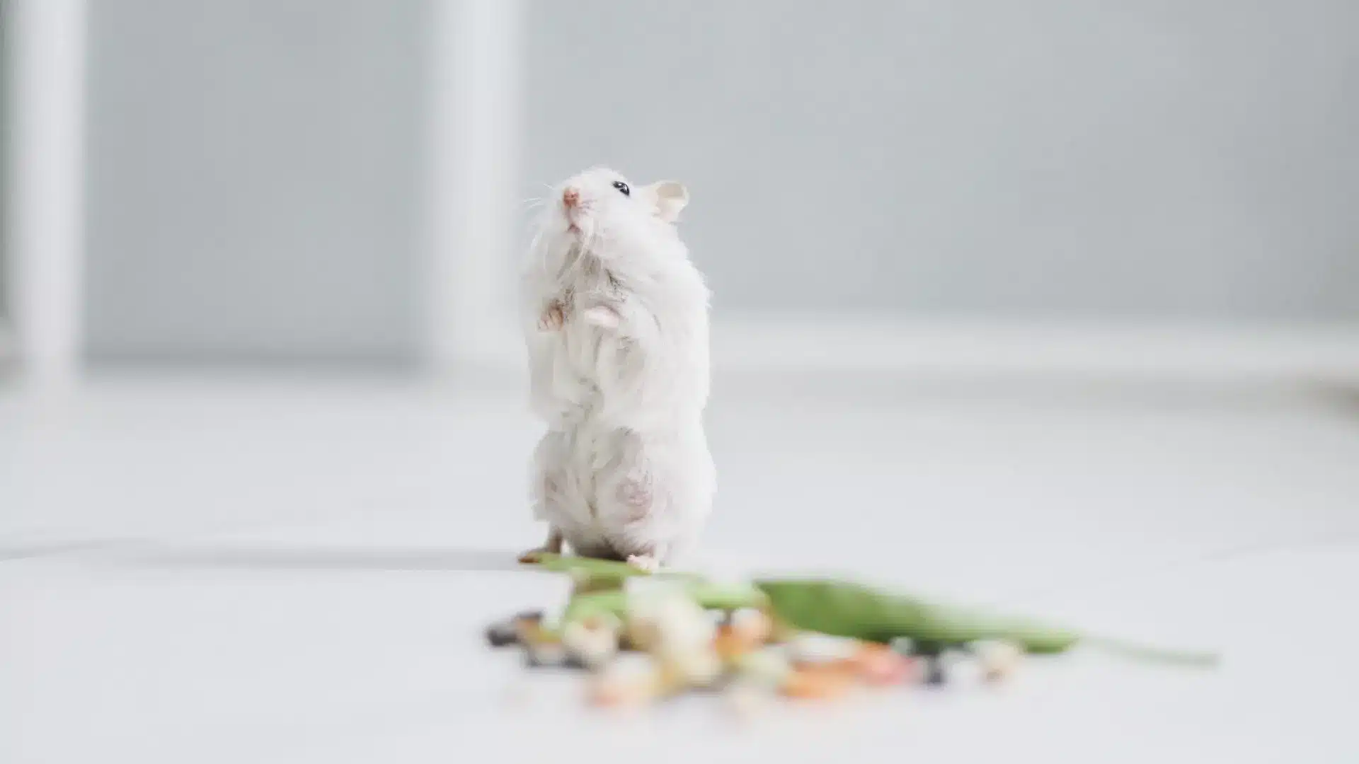Hamster allergi