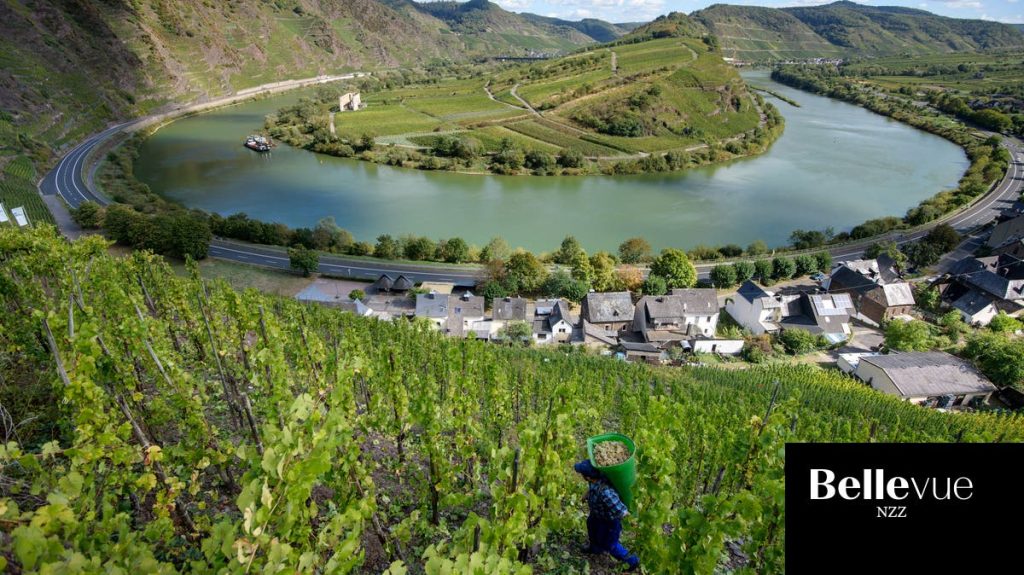 Die besten trockenen Rieslinge unter 30 Franken