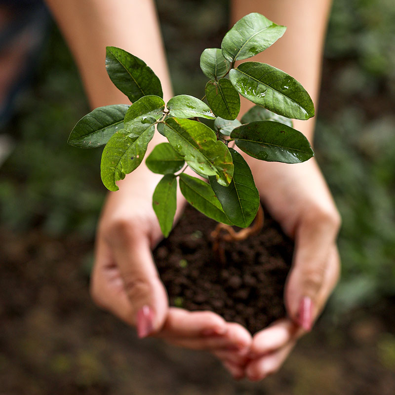 top-view-of-hands-holding-young-plant-2023-03-01-01-26-51-utc-1.jpg