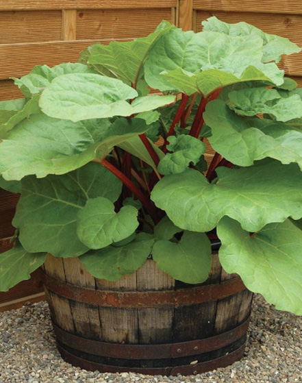 komfortabel rødme forbruger Dyrk grøntsager på altanen - 7 nemme afgrøder du får stor glæde af