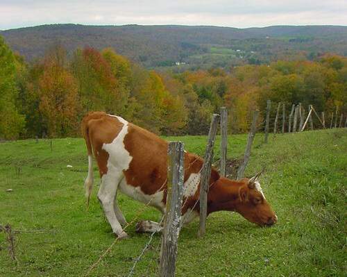 Is the grass really greener on the other side of the fence?