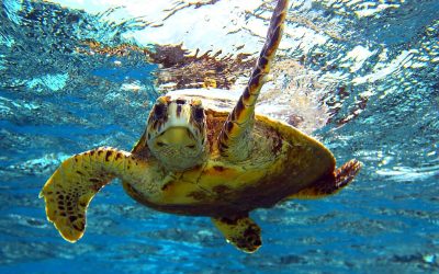 The Blood Stains of Turtles in Tropical Paradise