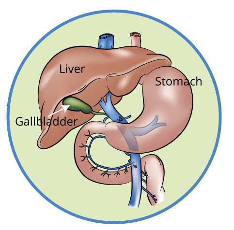 Liver Bile Pancreas - Healthline