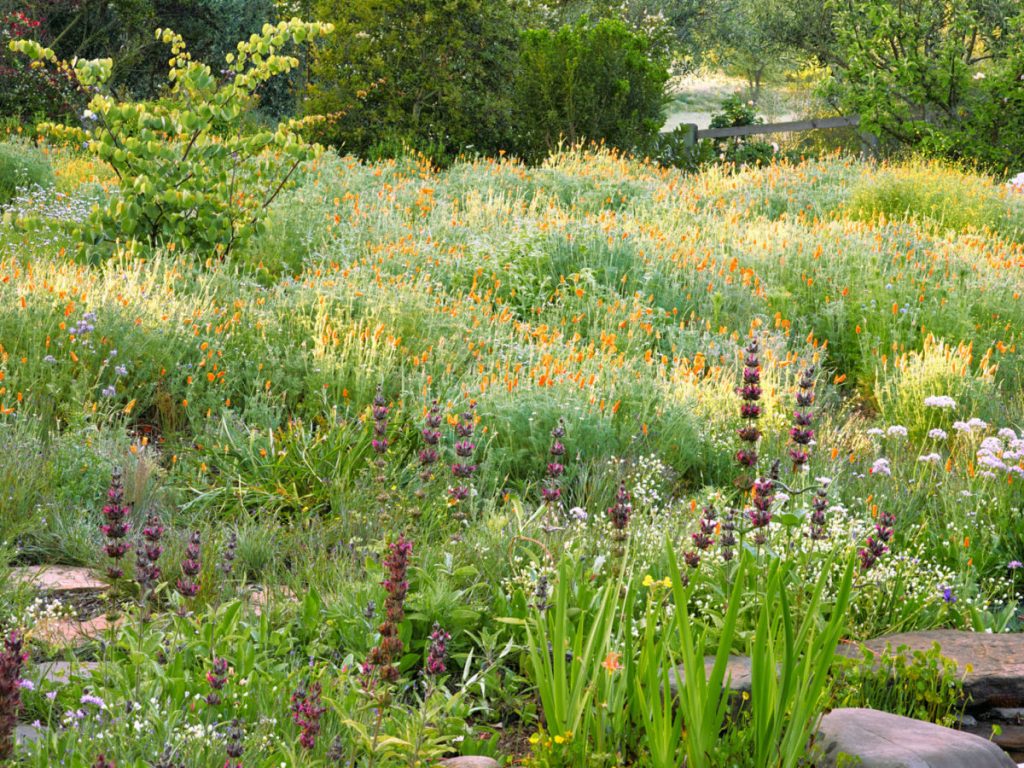 Create a Meadow Healthy Yards