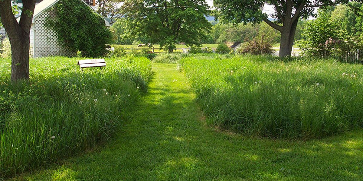 Create a Meadow Healthy Yards