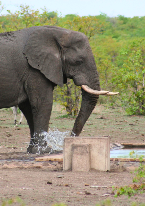 Een olifant met grote slagtanden speelt of drinkt van een waterpoeltje in Krugerpark in Zuid-Afrika.