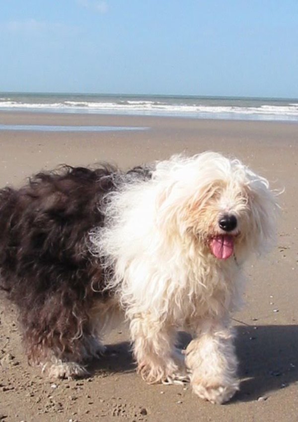 Met de hond op het strand