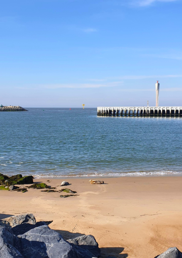 Het Klein Strand van Oostende is een favoriete uitrustplaats voor de zeehondjes. Op de achtergrond zie je het staketsel en de strekdam.