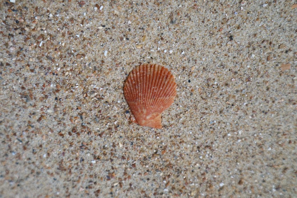 Een felgekleurde mantelschelp op het strand.