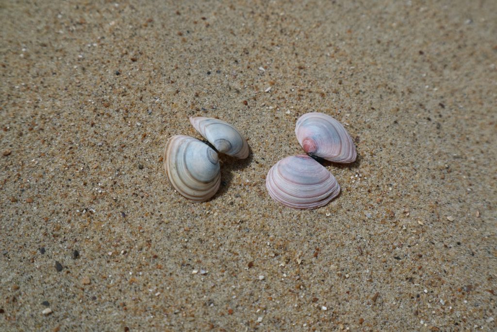 Twee tweeling nonnetjes