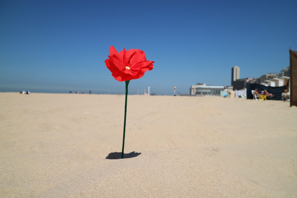 Een rode strandbloem op het strand van Oostende met het Kursaal op de achtergrond.