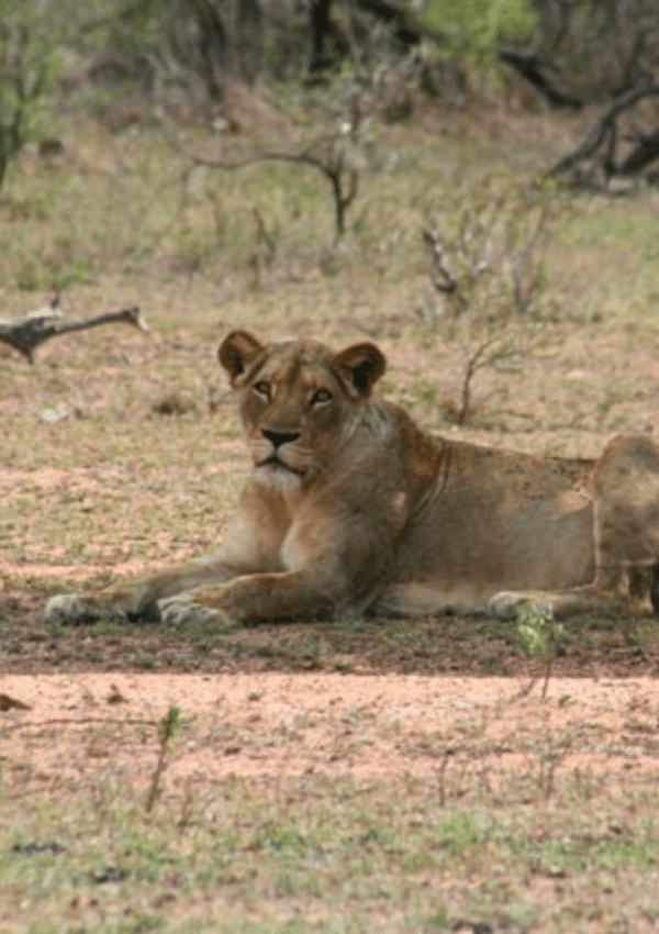 Een leeuwin ligt in de schaduw van een boom in het Krugerpark in Zuid-Afrika.